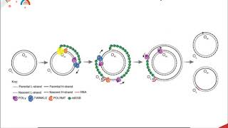 CH450 Chapter 95 Mitochondrial DNA Replication [upl. by Goran]