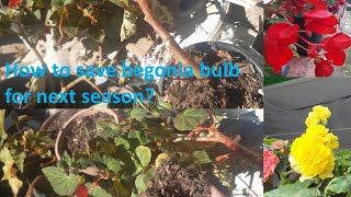 How do I save begonias for next year  storing begonia bulbs for winter  begonia tubers [upl. by Lacey555]