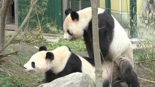 Paarung der Pandas im Tiergarten Schönbrunn 2016  Pandas mating at Vienna Zoo [upl. by Aleahs]