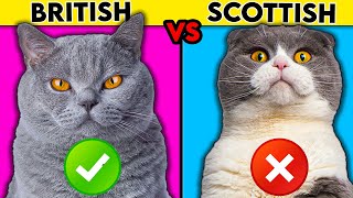 British Shorthair vs Scottish Fold  What You Need To Know [upl. by Ahsika]