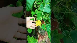 Luffa aegyptiaca vegetables🥰youtubeshorts nature 🥰 [upl. by Rhodie629]