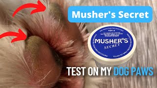 Hyperkeratosis Going to test out Mushers Secret wax balm on my Dogs Paws DIY Demonstration [upl. by Jackson740]