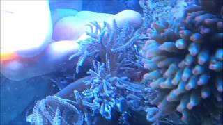 How To Remove Anthelia from rock in your Marine Aquarium [upl. by Ruffin]