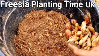 how to grow freesia bulbs in pots  planting freesia bulbs in containers  freesia planting time Uk [upl. by Irabaj342]