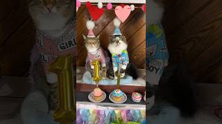 Cat amp Dog First Birthday Pawty Celebration 🥳🧁 [upl. by Nnylsor671]