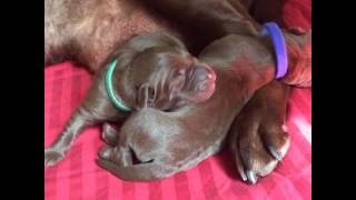 AKC Chocolate Labrador Puppies Day 2 [upl. by Ycnaffit]