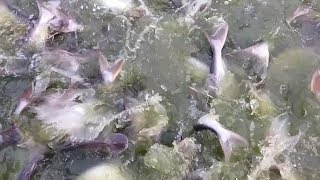 Crazy Pangas Fish Feeding  Pangas fish farm in Bangladesh [upl. by Alexia]