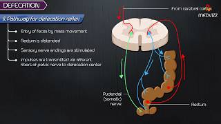 Defecation Reflex pathway animation  Gastrointestinal physiology [upl. by Owens]