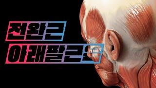 해부학  근육학 아래팔근육forearm muscles  전체보기overview [upl. by Chrysler]