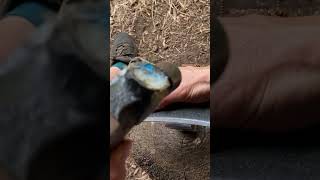 POV freehand peening a scythe blade using a bar peen anvil to really annoy the neighbours asmr [upl. by Leigh]