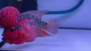 My SRD Flowerhorn [upl. by Allcot]