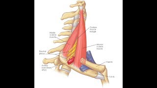 Scalenus anterior amp medius exercises [upl. by Dardani849]