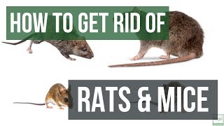 How to Get Rid of Rats and Mice Guaranteed 4 Easy Steps [upl. by Alica]