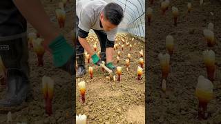 Thinning REISHI Lingzhi Mushroom to Get the BEST Quality satisfying HappyFarm85 [upl. by Anayhd530]