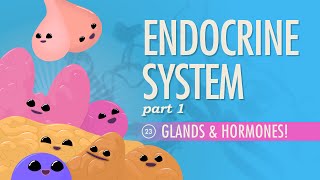 Endocrine System Part 1  Glands amp Hormones Crash Course Anatomy amp Physiology 23 [upl. by Whit]