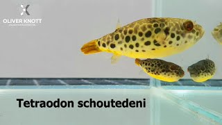 Tetraodon schoutedeni  Spotted Congo pufferfish  100 freshwater [upl. by Nive]