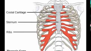 Two Minutes of Anatomy Sternum [upl. by Erreit]