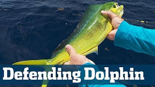 Dolphin Conservation  Florida Sport Fishing TV  Tagging Releasing Juvenile Dolphin [upl. by Neirad]