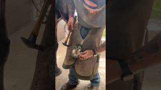 Racehorse Raven gets a reset asmr farrier horses asmrvideos shorts satisfying horseshoeing [upl. by Anar252]