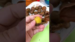 Use it to peel chestnuts no nail damage or hand injury chestnut opener chestnut scissors [upl. by Norahc466]