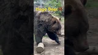 GRIZZLY BEAR 🐻 shorts viralshorts animals trending [upl. by Ameen407]