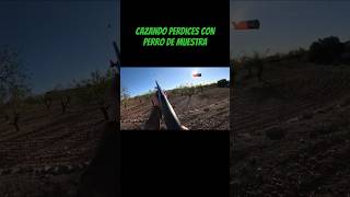 Cazando perdices con perro de muestra caza cazamenor cazamenorconperro perdiz partridge [upl. by Yerffej]