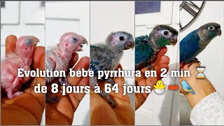 Évolution bébé pyrrhura turquoise violet 💜 en 2 minutes 8 jours 🐣 à 64 jours 🐦 [upl. by Yerdua]