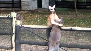 Wallaby vs Kangaroo at Grants Farm [upl. by Cerf]