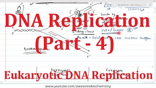 DNA Replication Part 4  Eukaryotic DNA Replication [upl. by Silado398]