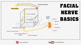 Facial Nerve Basics  Anatomy  Simplified [upl. by Medovich411]