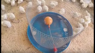 How to make a water drinker for chickens  Chicken Waterer [upl. by Riem]