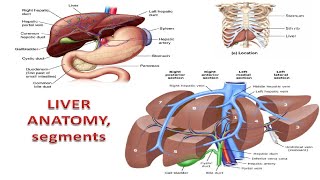 Liver Facts You Wont Believe [upl. by Enelyad]