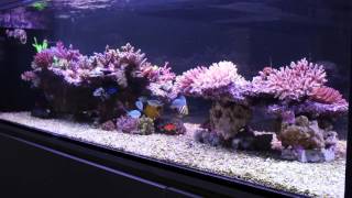 225 sps dominated reef tank 3 month video update 1080p [upl. by Nomyad]