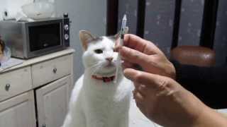 Injection dinsuline sur un chat diabétique récalcitrant [upl. by Eecak]