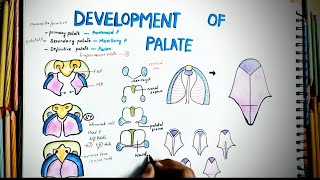 Development Of Palate  Embryology  Easy Explaination  Cleft Palate  Defective Development [upl. by Atokad]