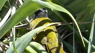 Bluefaced Honeyeater Entomyzon c cyanotis juvenile Yamba NSW Australia 18 Mar 2022 34 [upl. by Noscire]