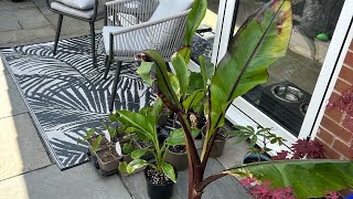 Growing 5 Banana Varieties In A UK Tropical Garden Hiniba Montbeliardii Maurelli Sikemensis Musa [upl. by Ahsinna]