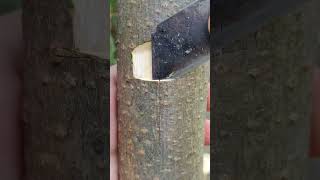 Fruit Trees Grafting Method🌳 growth forplants masters grafting plantlifecycle greenliving [upl. by Karlens]