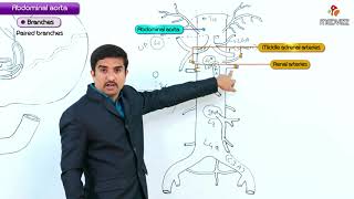 Abdominal Aorta  Gross anatomy  Origin  Course  Branches   USMLE Step 1 [upl. by Akirdnwahs]