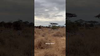 Amboseli 2 wildlifesafari photography wildlifephotography youtubeshorts shortvideo [upl. by Oetomit]