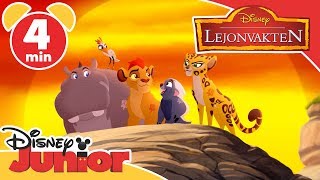 Lejonvakten  Lär dig djurens namn 🦁 Disney Junior Sverige [upl. by Aehsel]