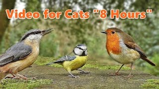 Videos for Cats to Watch  Bird Fun  8 HOURS [upl. by Eedissac]