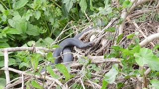 Redbellied Black Snake   Hervey Bay Qld [upl. by Schargel108]