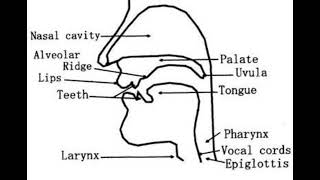 34BQ সহজ চিত্র  Draw A Labelled Diagram To Show The Articulatory Organs Of Speech Production [upl. by Ajnotal]