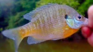 Bluegill and Bream Fishing TIps [upl. by Essej]