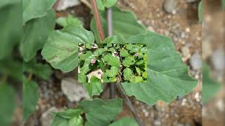 Herbier Numérique Macatia Vert  Boerhavia diffusa [upl. by Burnley376]