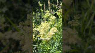 Meadowsweet season is back 🥳 [upl. by Masera]