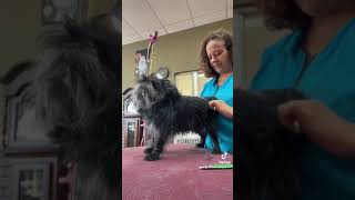 Affenpinscher hand stripping 1 [upl. by Mylan169]