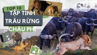 Tập tính trâu rừng châu Phi [upl. by Burd]