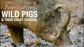 True Facts Wild Pigs [upl. by Leilah]